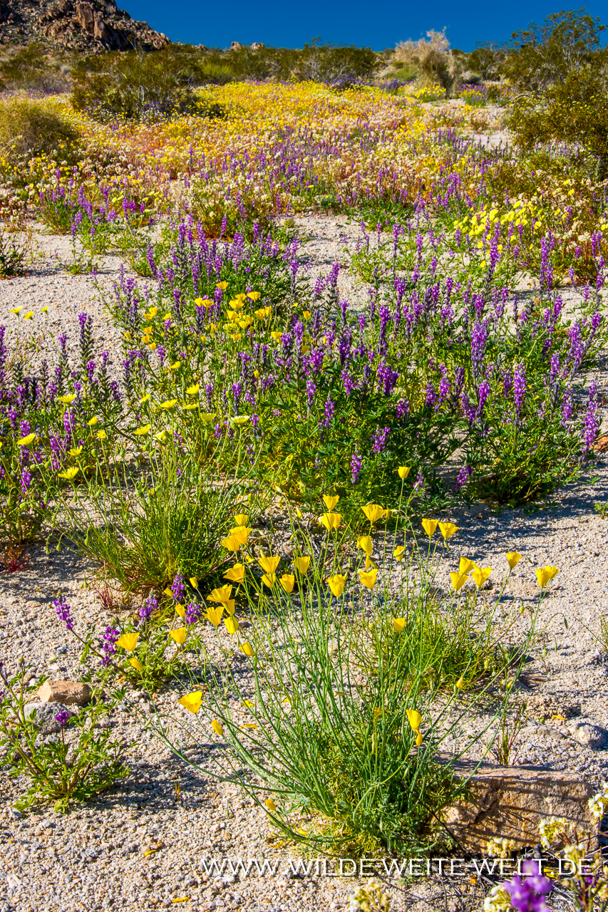 Desert-Flowers-Sheephole-Mountains-Amboy-Road-California-103 Super Bloom 2019: Wildblumen an den Sheep Hole Mountains [Hyw # 62, California]