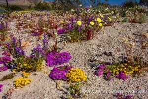 Desert-Flowers-Sheephole-Mountains-Amboy-Road-California-96-300x200 Desert Flowers