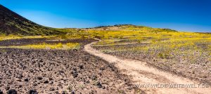 Desert-Sunflower-Amboy-Crater-National-Natural-Landmark-California-14-300x134 Desert Sunflower