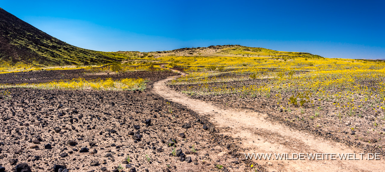 Amboy-Crater-Amboy-Crater-National-Natural-Landmark-California-23 Desert Sunflowers: Blütenpracht am Amboy Crater [Amboy, Califonia]