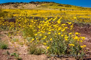 Desert-Sunflower-Amboy-Crater-National-Natural-Landmark-California-16-300x200 Desert Sunflower