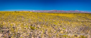 Desert-Sunflower-Amboy-Crater-National-Natural-Landmark-California-17-300x125 Desert Sunflower