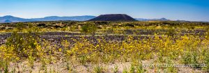 Desert-Sunflower-Amboy-Crater-National-Natural-Landmark-California-2-300x105 Desert Sunflower