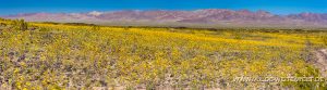 Desert-Sunflower-Amboy-Crater-National-Natural-Landmark-California-21-300x83 Desert Sunflower