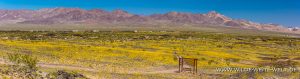 Desert-Sunflower-Amboy-Crater-National-Natural-Landmark-California-23-300x79 Desert Sunflower