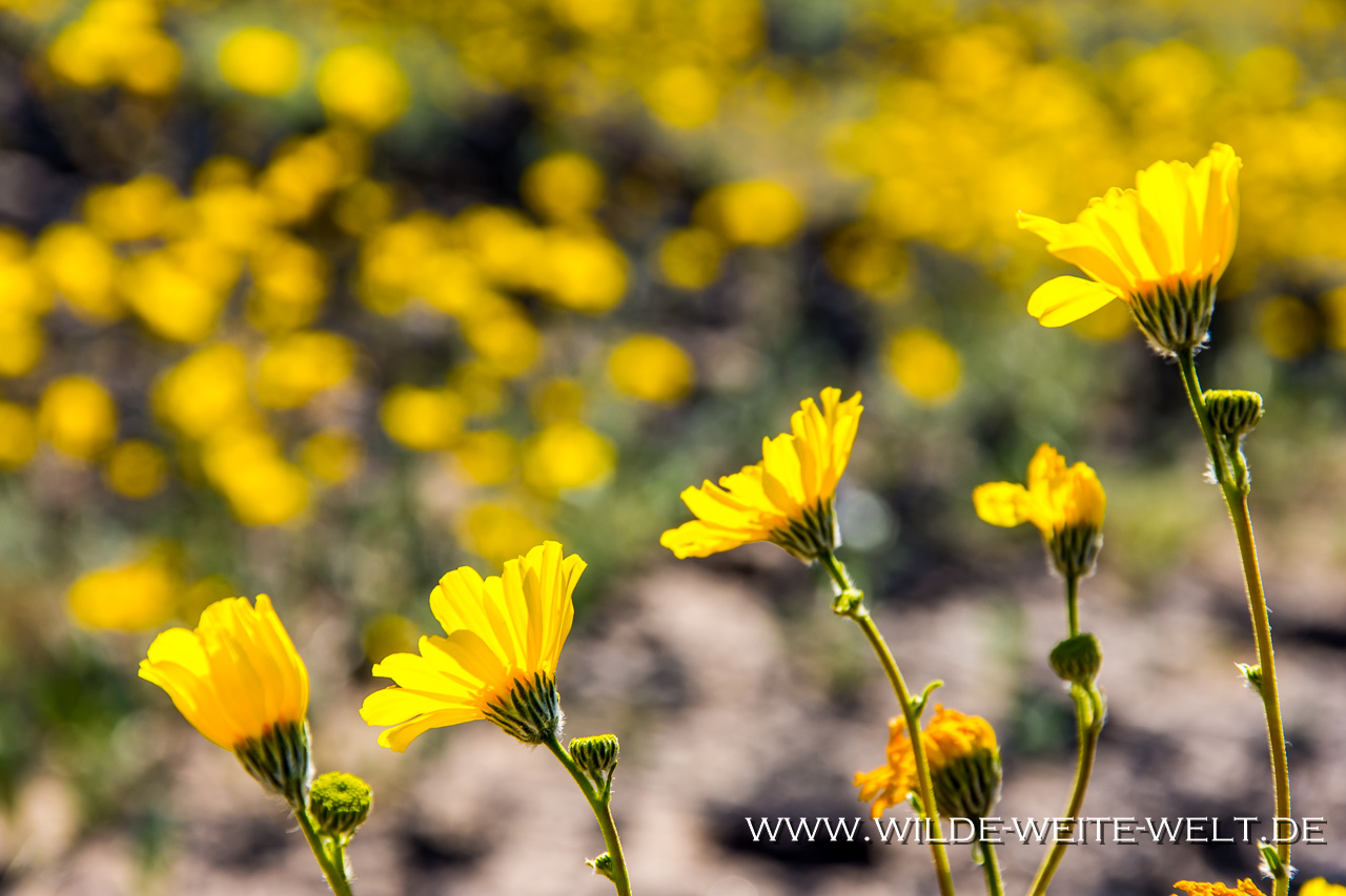 Amboy-Crater-Amboy-Crater-National-Natural-Landmark-California-23 Desert Sunflowers: Blütenpracht am Amboy Crater [Amboy, Califonia]