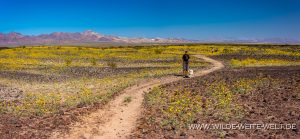 Desert-Sunflower-Amboy-Crater-National-Natural-Landmark-California-31-300x139 Desert Sunflower
