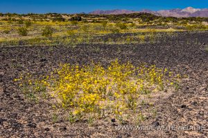 Desert-Sunflower-Amboy-Crater-National-Natural-Landmark-California-33-300x200 Desert Sunflower