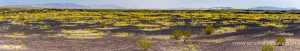 Desert-Sunflower-Amboy-Crater-National-Natural-Landmark-California-7-300x51 Desert Sunflower