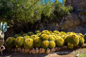 Echinocereus-Boyce-Thompson-Arboretum-Superior-Arizona-5-300x200 Echinocereus