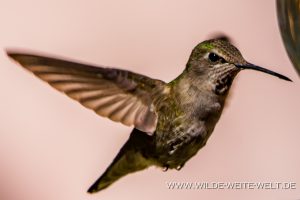 Hummingbird-Boyce-Thompson-Arboretum-Superior-Arizona-17-300x200 Hummingbird