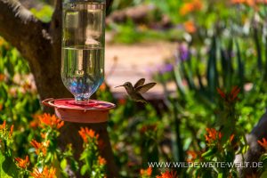 Hummingbird-Boyce-Thompson-Arboretum-Superior-Arizona-21-300x200 Hummingbird