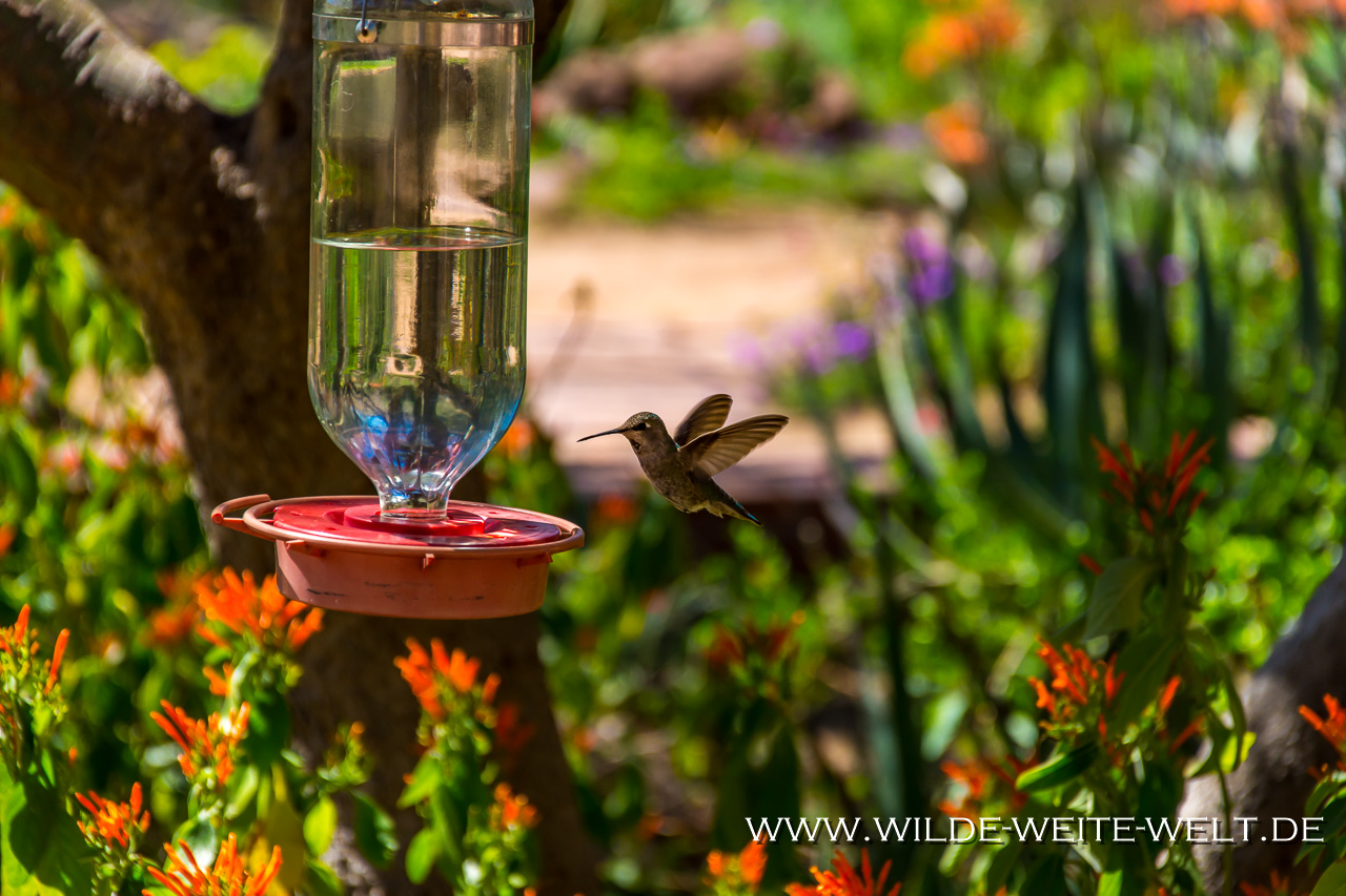 Hummingbird-Boyce-Thompson-Arboretum-Superior-Arizona-92 Kolibris/Colibris im Boyce Thompson Arboretum [Arizona]