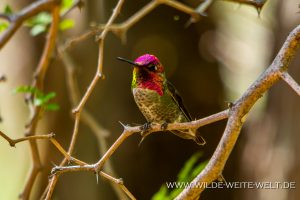 Hummingbird-Boyce-Thompson-Arboretum-Superior-Arizona-33-300x200 Hummingbird