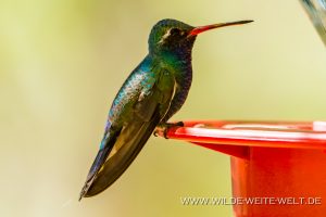 Hummingbird-Boyce-Thompson-Arboretum-Superior-Arizona-43-300x200 Hummingbird