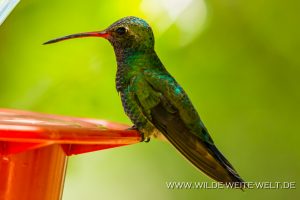 Hummingbird-Boyce-Thompson-Arboretum-Superior-Arizona-48-300x200 Hummingbird