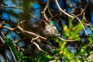 Hummingbird-Boyce-Thompson-Arboretum-Superior-Arizona-58-300x200 Hummingbird