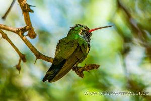 Hummingbird-Boyce-Thompson-Arboretum-Superior-Arizona-60-300x200 Hummingbird