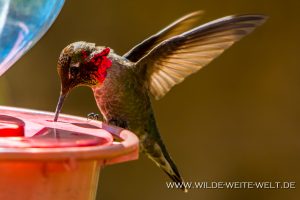 Hummingbird-Boyce-Thompson-Arboretum-Superior-Arizona-65-300x200 Hummingbird
