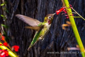 Hummingbird-Boyce-Thompson-Arboretum-Superior-Arizona-72-300x200 Hummingbird