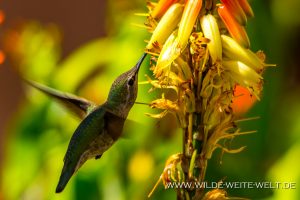 Hummingbird-Boyce-Thompson-Arboretum-Superior-Arizona-77-300x200 Hummingbird