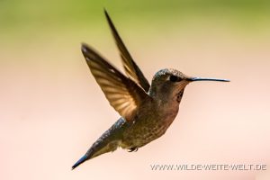 Hummingbird-Boyce-Thompson-Arboretum-Superior-Arizona-92-300x200 Hummingbird