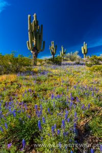 Lupine-und-Mexican-Poppies-mit-Saguaro-Peridot-Mesa-Apache-San-Carlos-Indian-Reservation-Peridot-Arizona-2-200x300 Lupine und Mexican Poppies mit Saguaro