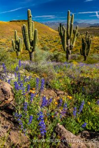 Lupine-und-Mexican-Poppies-mit-Saguaro-Peridot-Mesa-Apache-San-Carlos-Indian-Reservation-Peridot-Arizona-8-200x300 Lupine und Mexican Poppies mit Saguaro
