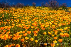 Mexican-Poppies-Reservation-Road-3-Apache-San-Carlos-Indian-Reservation-Peridot-Arizona-2-300x200 Mexican Poppies