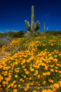 Mexican-Poppies-mit-Saguaro-Bartlett-Lake-Tonto-National-Foerst-Arizona-2-200x300 Mexican Poppies mit Saguaro