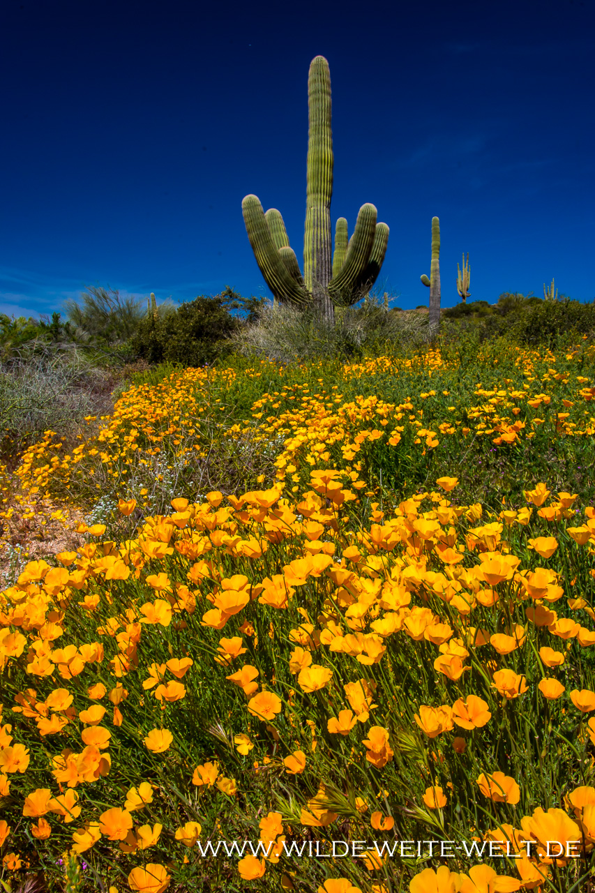 Mexican-Poppies-und-Lupine-mit-HP-Bartlett-Lake-Tonto-National-Foerst-Arizona-2 Bartlett Lake: Wilblumen-Paradies im Frühjahr 2019 / Super Bloom Wildflower's Paradise '19 [Phoenix, Arizona]