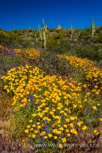 Mexican-Poppies-mit-Saguaro-Bartlett-Lake-Tonto-National-Foerst-Arizona-9-200x300 Mexican Poppies mit Saguaro
