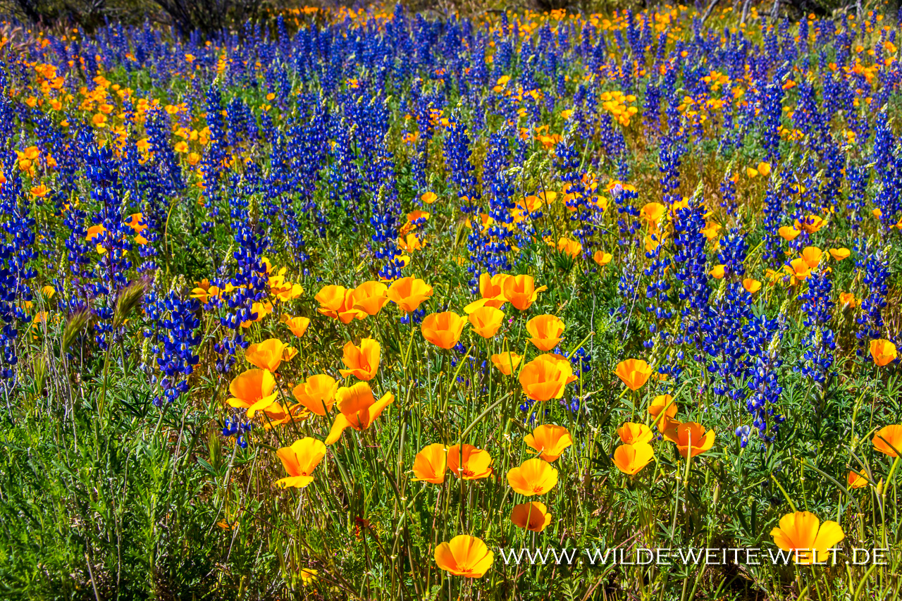 Desert-Flower-Hwy-70-Apache-San-Carlos-Indian-Reservation-Peridot-Arizona Wildblumen / Wildflowers an der Peridot Mesa [Arizona]