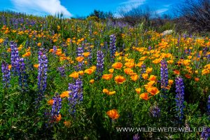 Mexican-Poppies-und-Lupine-Peridot-Mesa-Apache-San-Carlos-Indian-Reservation-Peridot-Arizona-300x200 Mexican Poppies und Lupine