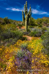 Mexican-Poppies-und-Lupine-mit-Saguaro-Bartlett-Lake-Tonto-National-Foerst-Arizona-200x300 Mexican Poppies und Lupine mit Saguaro