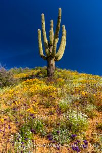Mexican-Poppies-und-Picushion-mit-Saguaro-Bartlett-Lake-Tonto-National-Foerst-Arizona-3-200x300 Mexican Poppies und Picushion mit Saguaro