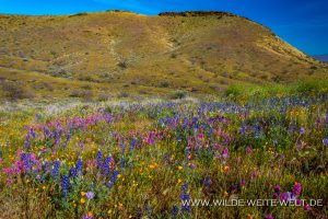 Mixed-Desert-Flowers-Peridot-Mesa-Apache-San-Carlos-Indian-Reservation-Peridot-Arizona-300x200 Mixed Desert Flowers
