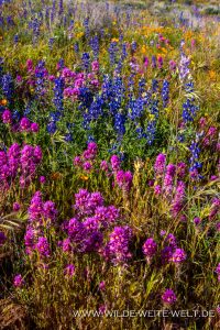 Mixed-Desert-Flowers-Peridot-Mesa-Apache-San-Carlos-Indian-Reservation-Peridot-Arizona-6-200x300 Mixed Desert Flowers