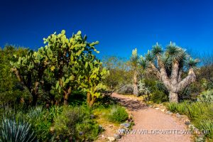 Opuntia-und-Yucca-Boyce-Thompson-Arboretum-Superior-Arizona-300x200 Opuntia und Yucca