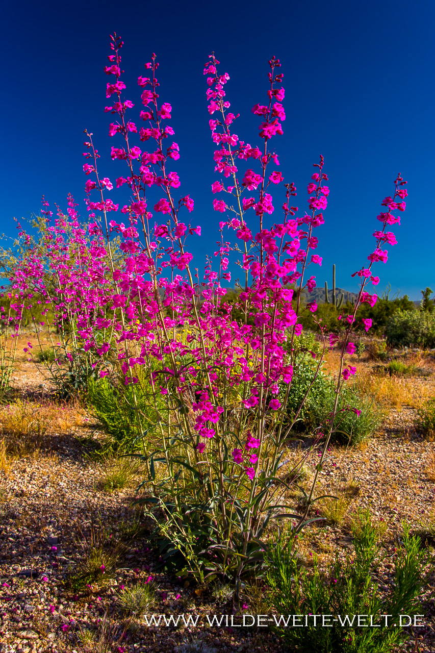 Mexican-Poppies-und-Lupine-mit-HP-Bartlett-Lake-Tonto-National-Foerst-Arizona-2 Bartlett Lake: Wilblumen-Paradies im Frühjahr 2019 / Super Bloom Wildflower's Paradise '19 [Phoenix, Arizona]