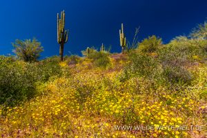 Saguaro-mit-Desert-Flowers-Apache-Trail-Tonto-National-Forest-Arizona-14-300x200 Saguaro mit Desert Flowers