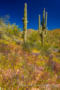 Saguaro-mit-Desert-Flowers-Apache-Trail-Tonto-National-Forest-Arizona-21-200x300 Saguaro mit Desert Flowers