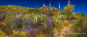 Saguaro-mit-Desert-Flowers-Apache-Trail-Tonto-National-Forest-Arizona-29-300x128 Saguaro mit Desert Flowers