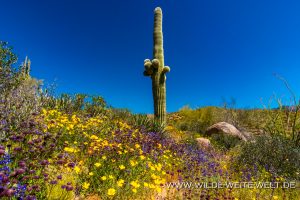 Saguaro-mit-Desert-Flowers-Apache-Trail-Tonto-National-Forest-Arizona-30-300x200 Saguaro mit Desert Flowers