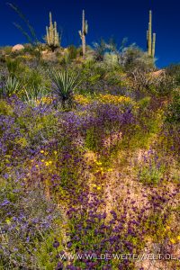 Saguaro-mit-Desert-Flowers-Apache-Trail-Tonto-National-Forest-Arizona-35-200x300 Saguaro mit Desert Flowers
