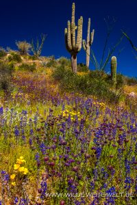 Saguaro-mit-Desert-Flowers-Apache-Trail-Tonto-National-Forest-Arizona-40-200x300 Saguaro mit Desert Flowers