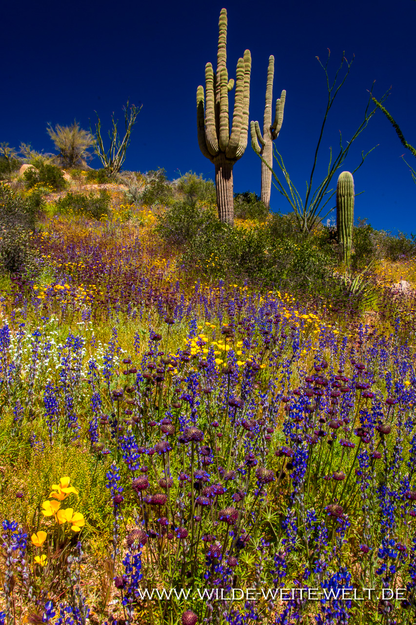 Apache-Lake-mit-Lupinen-Apache-Trail-Tonto-National-Forest-Arizona-5 Apache Trail: Wildblumen-Paradies im Super Bloom Jahr 2019 [Arizona]