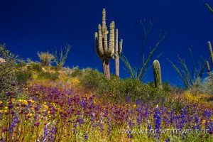 Saguaro-mit-Desert-Flowers-Apache-Trail-Tonto-National-Forest-Arizona-42-300x200 Saguaro mit Desert Flowers