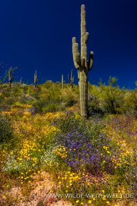 Saguaro-mit-Desert-Flowers-Apache-Trail-Tonto-National-Forest-Arizona-49-200x300 Saguaro mit Desert Flowers