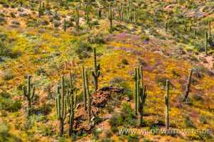 Saguaro-mit-Desert-Flowers-Apache-Trail-Tonto-National-Forest-Arizona-51-300x200 Saguaro mit Desert Flowers